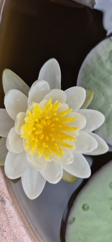 Weiße seerose winterhart - seerose,,