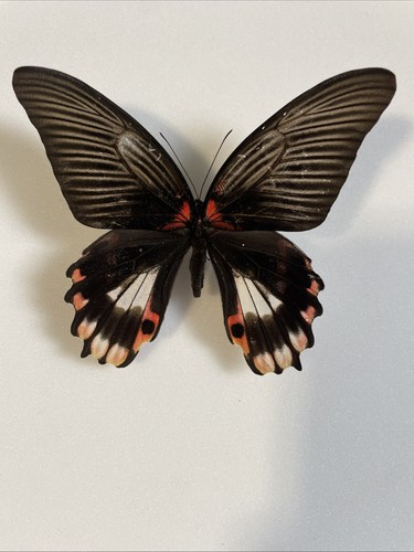 Entomologie*Papilio