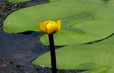 Nuphar lutea, große Teichrose