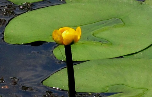 Nuphar lutea große teichrose - große,