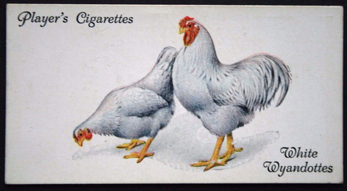 White wyandotte chickens - white,
