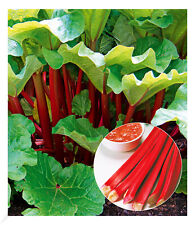 Immertragende Rhabarber Pflanze "Livingstone" immertragend, 1 Pflanze Rhabarb...