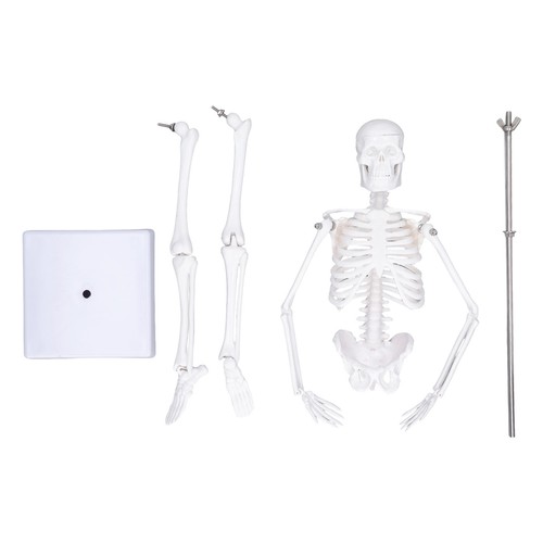 45cm mini skelett - skelett, modell