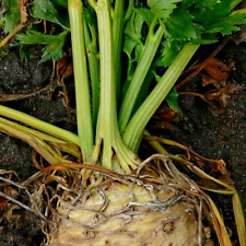 500 Samen Knollensellerie Prager Riesen Sellerie Suppengrün Selleriesamen