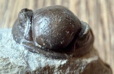 Trilobit Trilobite Gerastos