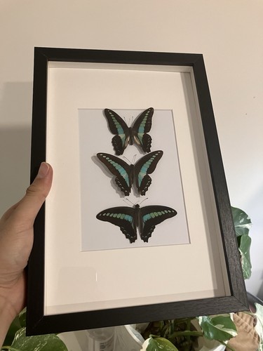 Graphium sarpedon blauflaschen - graphium,
