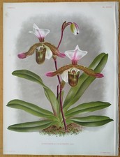Linden Lindenia Originaldruck Folio Orchidee Cypripedium dallemagnei - 1888