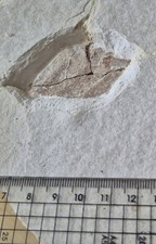 Fossilien Solnhofen Krokodil