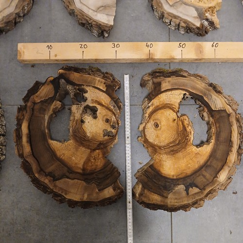 Hohle nussbaum baumscheibe - hohle,