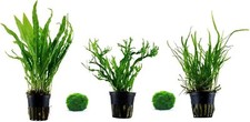 3 Stk. Javafarn Aquariumpflanzen Wasserpflanzen Nr. 16 mit 2 Mooskugeln 1-2cm