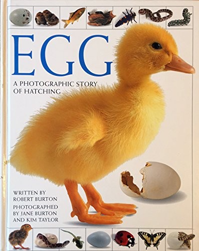 Egg photographic story of - egg:,