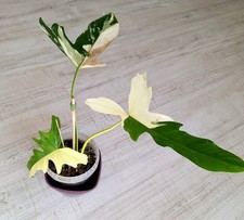 Philodendron Golden Dragon