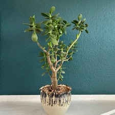 1 Ableger Crassula ovata pflegeleichte Sukkulente, Dickblatt, Geldbaum, Jadebaum