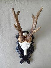Rehbock Geweih Jagdtrophäe