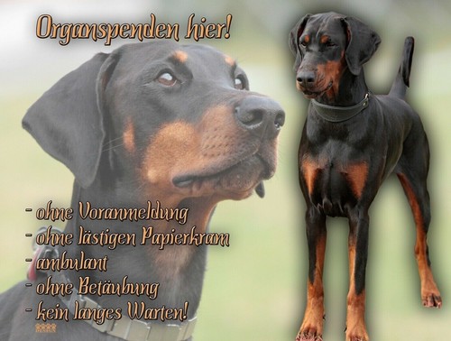 Dobermann hundewarnschild - dobermann,