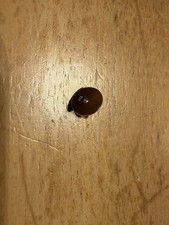 585 ECHT GOLD *** 1 x Ohrmutter Gegenstecker Ersatzteil für Ohrstecker Gold