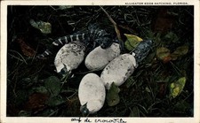 Ak Florida USA, Alligator eggs hatching, schlüpfende Alligatoren - 4222265
