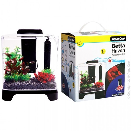 Betta aquarium aqua - betta, one