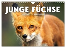 Junge füchse verspielte - junge,