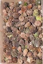 ANGEBOT : Lärchenzapfen