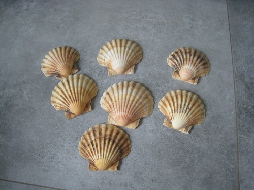Stück jakobsmuscheln schale - 7,