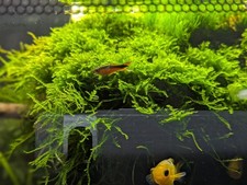 Aquarienpflanzen, Javamoos, Taxiphyllum sp. barbieri, Invitro, 125ml +Heatpack