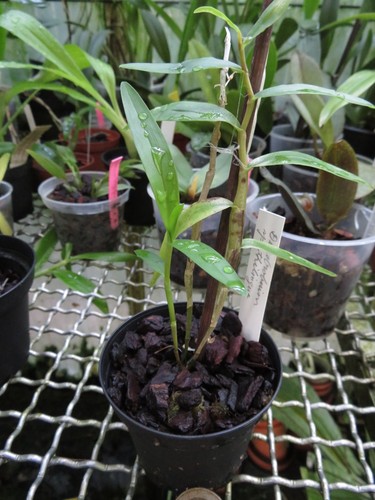 Dendrobium spathilingue