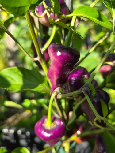 Chilli purple ufo 20 - -, 20+