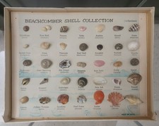 Beachcomber Shell Collection