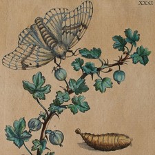 Maria Sibylla Merian nach