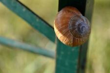 20 x Weinbergschnecke