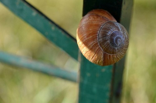 Weinbergschnecke - x,