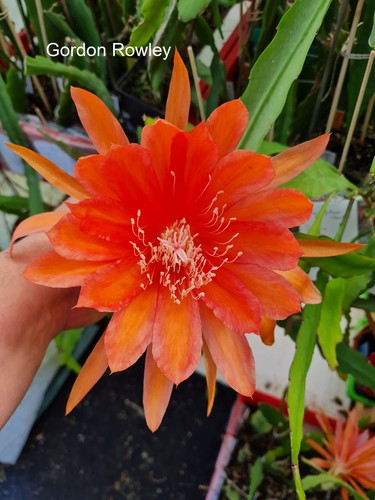 Epicactus gordon rowley - epicactus,