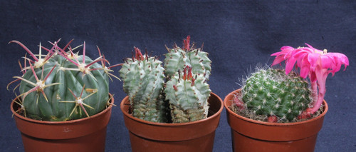 Ferocactus latispinus
