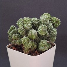 Euphorbia cv. Green elf f