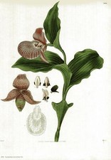 Cypripedium macranthum Sw 