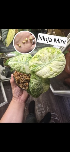 Alocasia ninja mint rhizome - mint,
