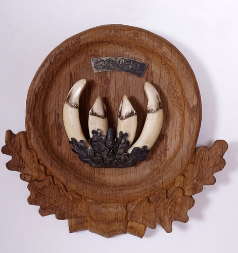 Schöne wildschweinzähne - ,