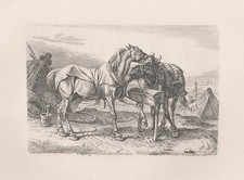 Schiffzug Pferde im Bivouac