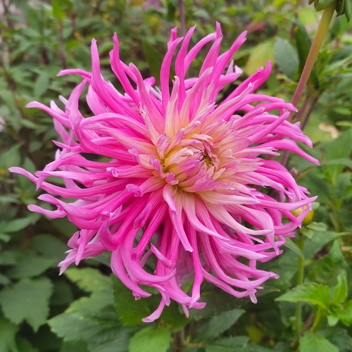 Dahlien - ,