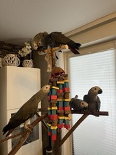 Papageienspielzeug Knabberbaum