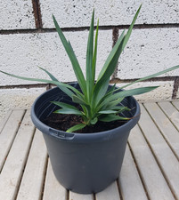 YUCCA GLORIOSA Palme Palmlilie