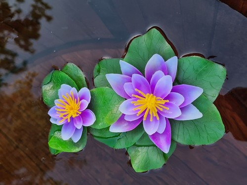 Künstliche 2er seerose lila - seerose, /