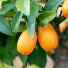 KUMQUAT-PFLANZE In Fitocella -