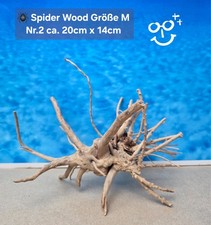 🪸 Moorkienwurzel-