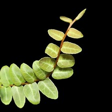 Rarität! Marcgravia umbellata