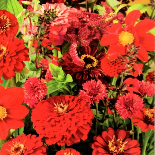 Blumen mischung pflanze - blumen,
