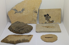 Konvolut Fisch Fossilien u Dendriten Sprottenfisch Solnhofen aus alter Sammlung