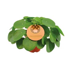 Pilea peperomioides –