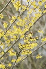 Hamamelis intermedia 'Arnold